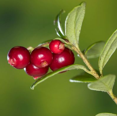 Preiselbeere Miss Cherry 20-25cm - Vaccinium vitis idaea