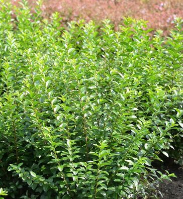 Liguster Green Diamond 40-60cm - Ligustrum ovalifolium