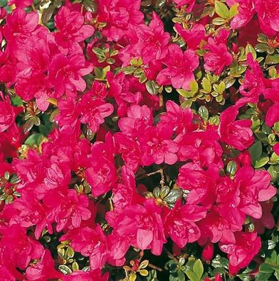Japanische Azalee Gislinde 25-30cm - Rhododendron obtusum - Zwerg Alpenrose