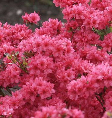 Japanische Azalee Hot Shot Variegated 15-20cm - Rhododendron obtusum - Zwerg Alpenros
