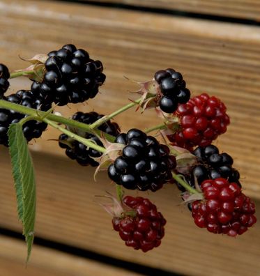 Brombeere Loch Ness - Rubus fruticosus