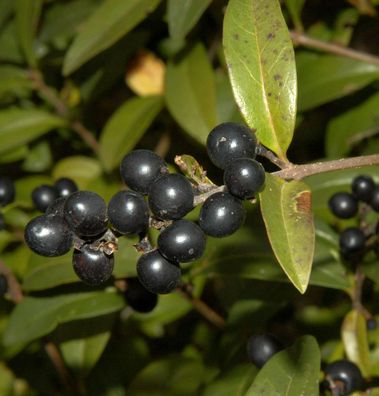 Schwarzgrüner Liguster 125-150cm - Ligustrum vulgare