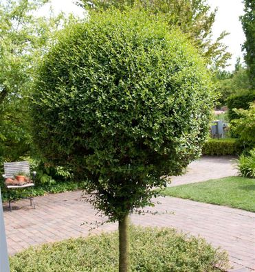 Hochstamm Kugel-Liguster 80-100cm - Ligustrum delavayanum