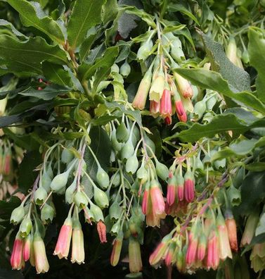 Anden-Heidelbeere 15-20cm - Vaccinium floribundum