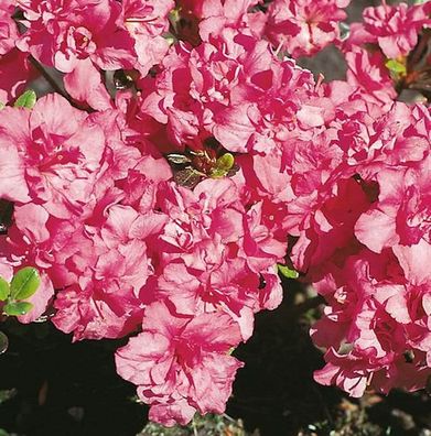 Japanische Azalee Rokoko 20-25cm - Rhododendron obtusum - Alpenrose