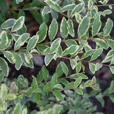 Bewimperter Liguster Musli 80-100cm - Ligustrum ibota