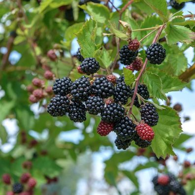 Brombeere Dirksen Thornless - Rubus fruticosus