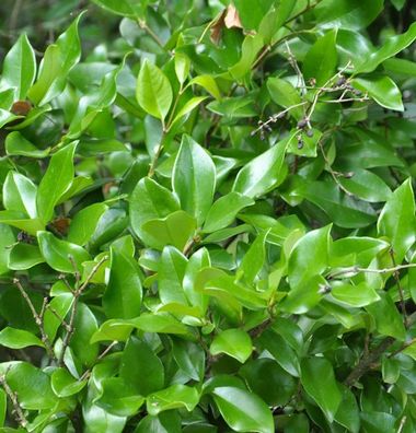 Japanischer Liguster Texanum 60-80cm - Ligustrum japonicum
