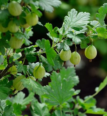 Stachelbeere grün - Ribes uva-crispa