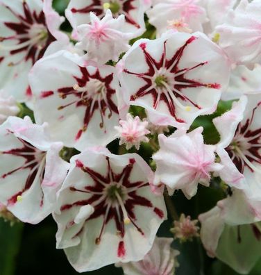 Berglorbeer Peppermint 25-30cm - Kalmia latifolia