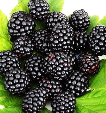 Brombeere Navaho - Rubus fruticosus