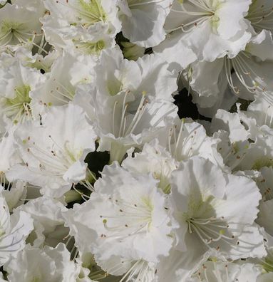 Japanische Azalee Maischnee® 20-25cm - Rhododendron obtusum - Zwerg Alpenrose