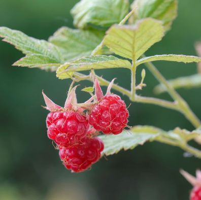 Himbeere Glen Clova® - Rubus idaeus
