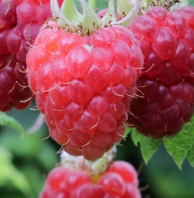 Himbeere Rubaca - Rubus idaeus