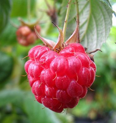 Himbeere Schönemann - Rubus idaeus