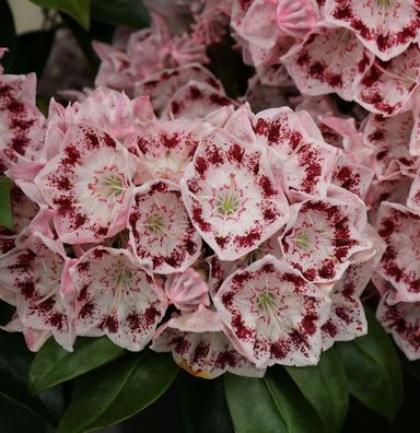 Großer Berglorbeer Ginkona 20-25cm - Kalmia latifolia