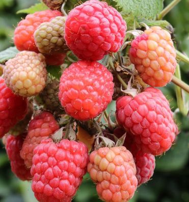 Himbeere Tulameen - Rubus idaeus
