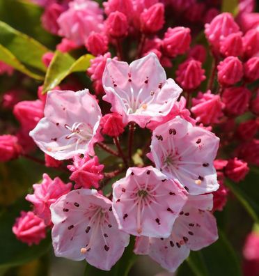 Berglorbeer Ostbo Red 25-30cm - Kalmia latifolia