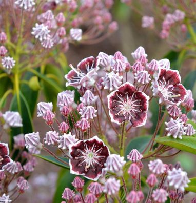 Großer Berglorbeer Mitternacht 15-20cm - Kalmia latifolia