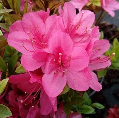 Japanische Azalee Rubinetta 20-25cm - Rhododendron obtusum - Zwerg Alpenrose
