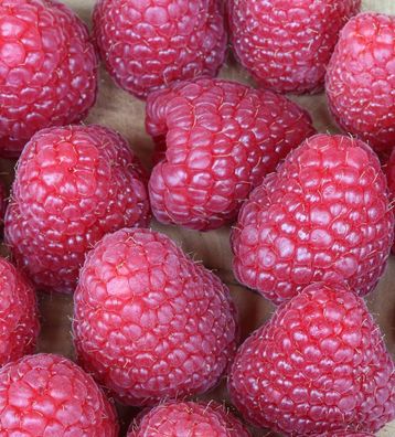 Himbeere Meeker® - Rubus idaeus