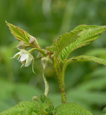 Himbeere Golden Everest - Rubus idaeus