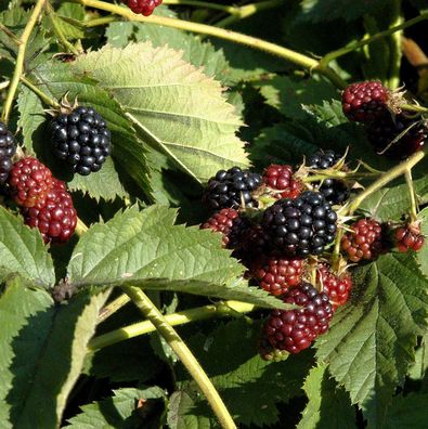 Brombeere Triple Crown - Rubus fruticosus