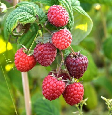 Himbeere TulaMagic - Rubus idaeus
