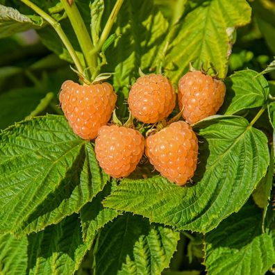 Himbeere Valentina - Rubus idaeus
