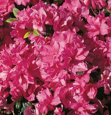 Japanische Azalee Melina 15-20cm - Rhododendron obtusum - Zwerg Alpenrose