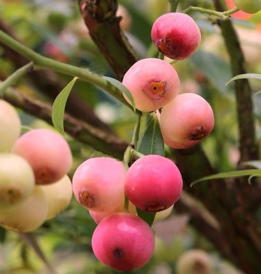 Heidelbeere Pink Lemonade 30-40cm - Vaccinium corymbosum