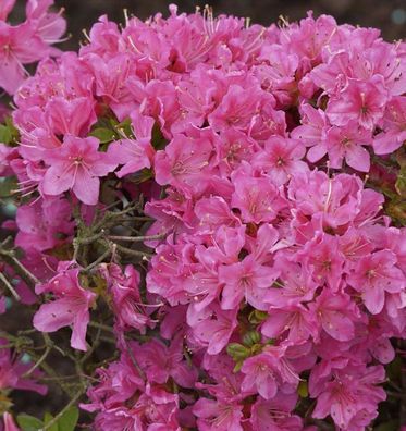 Japanische Azalee Diamant Rosa 15-20cm - Rhododendron obtusum - Zwerg Alpenrose