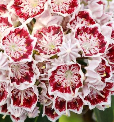 Großer Berglorbeer Carousel 40-50cm - Kalmia latifolia