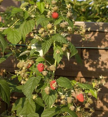 Himbeere Himbo Top - Rubus idaeus