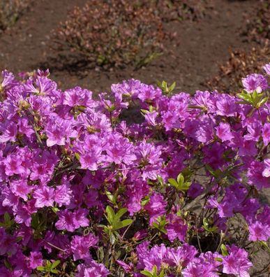 Japanische Azalee Blaue Donau 15-20cm - Rhododendron obtusum - Zwerg Alpenrose