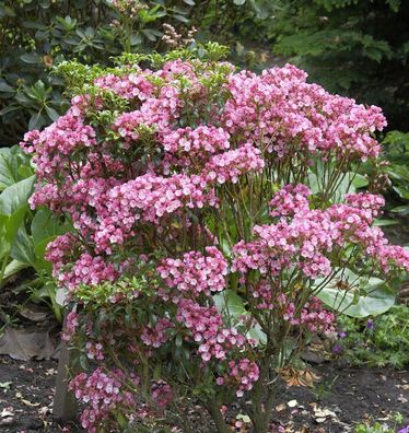 Großer Berglorbeer Little Linda 40-50cm - Kalmia latifolia
