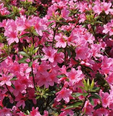 Japanische Azalee Madame Albert v. Hecke 15-20cm - Rhododendron obtusum - Zwerg Alpen