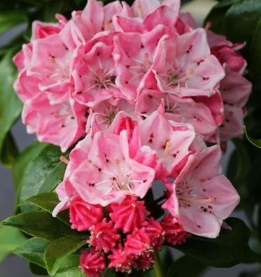 Großer Berglorbeer Olympic Fire 40-50cm - Kalmia latifolia