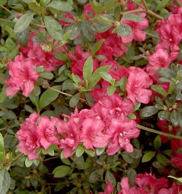 Japanische Azalee Muttertag 25-30cm - Rhododendron obtusum - Zwerg Alpenrose