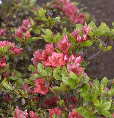 Japanische Azalee Hatsugin 20-25cm - Rhododendron obtusum - Zwerg Alpenrose