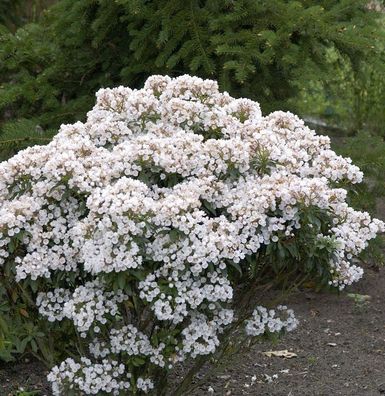 Großer Berglorbeer Zedbulon 40-50cm - Kalmia latifolia