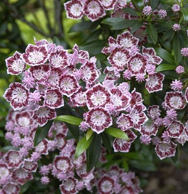 Berglorbeer Minuet 40-50cm - Kalmia latifolia