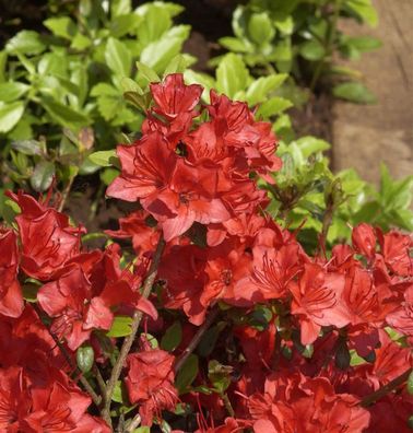 Japanische Azalee Fridoline 30-40cm - Rhododendron obtusum - Zwerg Alpenrose