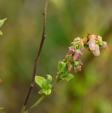 Heidelbeere Polaris 40-60cm - Vaccinium corymbosum