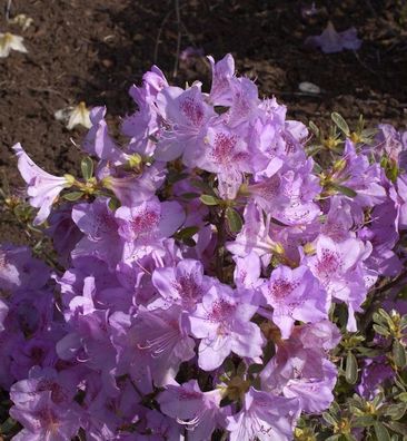 Japanische Azalee Ledikanense 25-30cm - Rhododendron obtusum - Zwerg Alpenrose