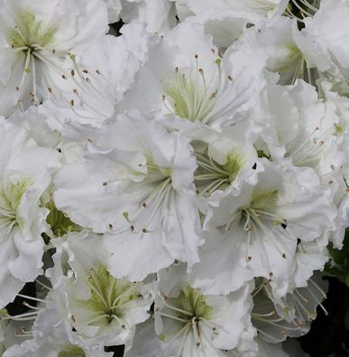 Japanische Azalee Patricia Barmold 25-30cm - Rhododendron luteum - Zwerg Alpenrose