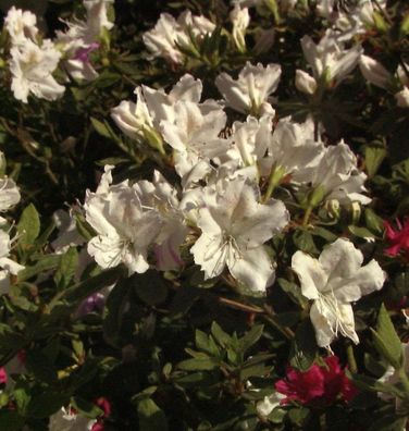 Japanische Azalee Noordtiana 25-30cm - Rhododendron obtusum - Zwerg Alpenrose