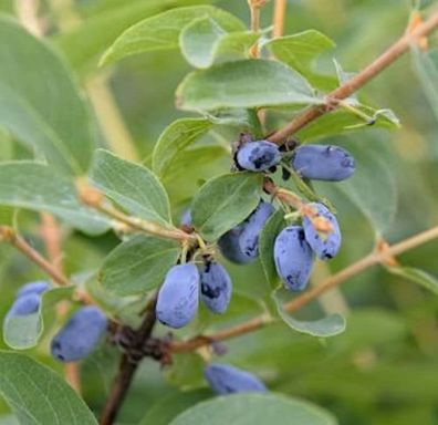 Sibirische Blaubeere Velvet 30-40cm - Lonicera caerulea