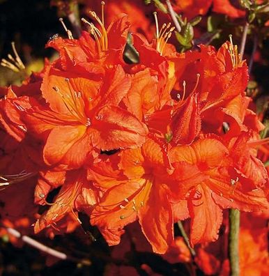 Azalee Fireball 30-40cm - Rhododendron luteum - Alpenrose