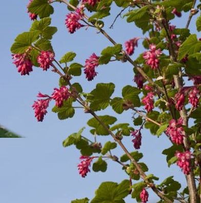 Blut Johannisbeere Red Bross 40-60cm - Ribes sanguineum